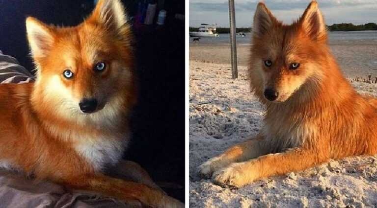 Meet Mia, the husky-spitz mix that looks like a fox