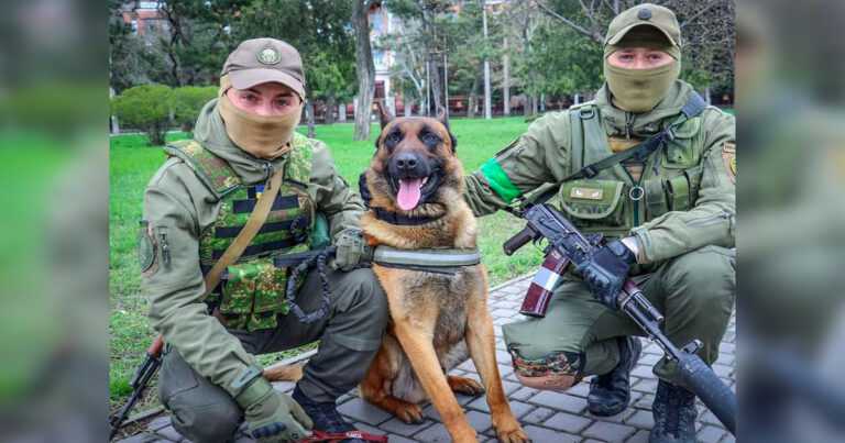 The Russian fighting dog goes to the side of Ukraine and bravely helps the soldiers to defend the country
