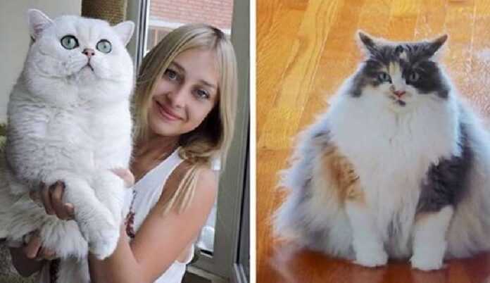 15 photos of huge domestic cats, whose fluffy magnificence can be seen from afar