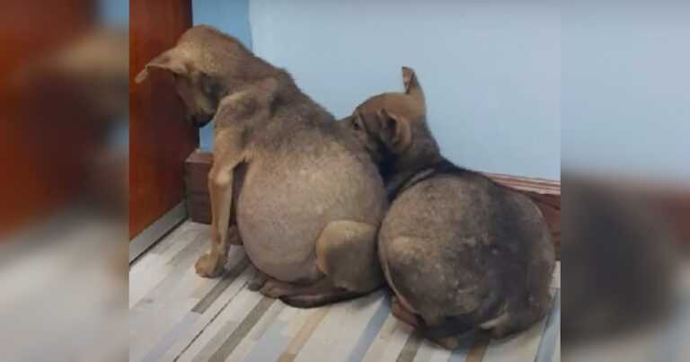 Puppies with giant bellies clung to each other and stared fearfully at the wall