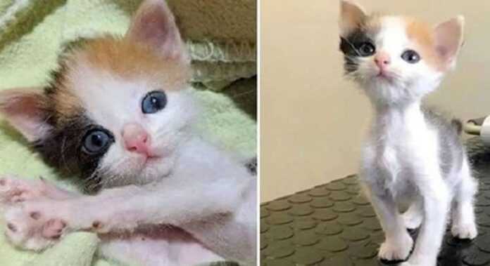 Kitten with tiny body and strong will undergoes miraculous transformation