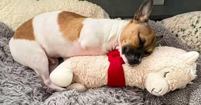 A unique dog from the shelter loves to cuddle with his collection of plush toys