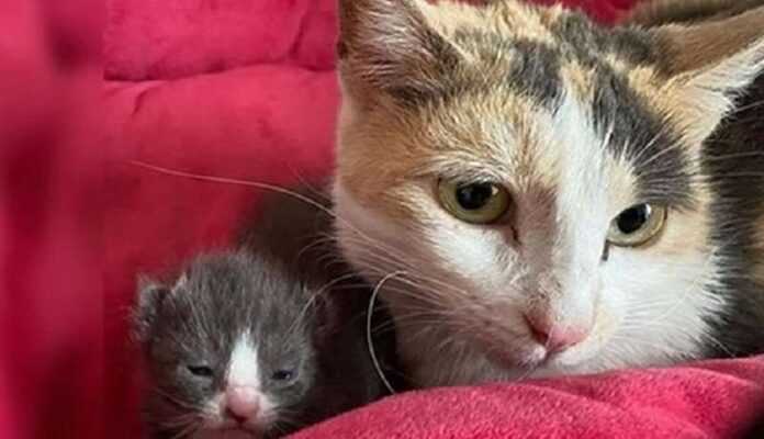 The cat really did not want to lose the last kitten, and people helped her – they had time!