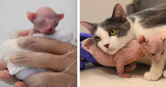 A cat mom adopts a small, hairless kitten who is completely different from the rest of her children