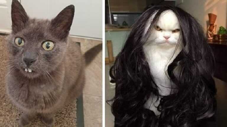 15 photos of cute, funny and silly cats that will easily cheer you up even on the most gloomy day