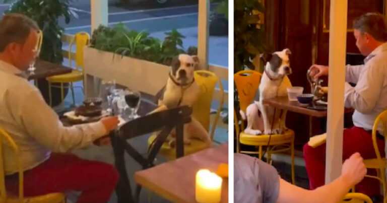 Unusual scene in the restaurant. The man was on the sweetest date with his dog