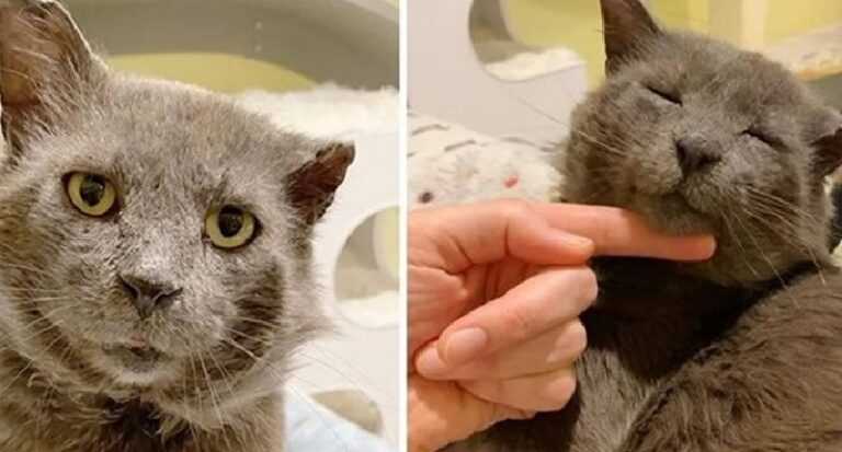 The stern-looking cat turned out to be the cutest and most tame – one had only to give him safety