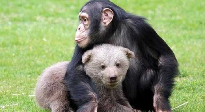 Chimpanzee makes friends with a little bear