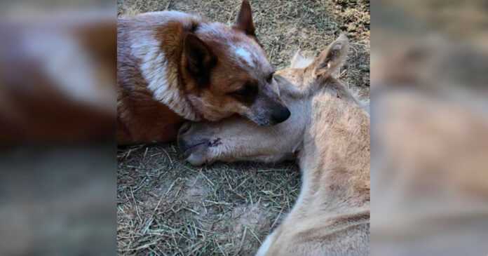 The dog consoles an orphaned foal who lost its mother at the age of only 9 days