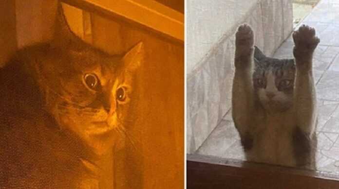Everything is ashes: 15 photos of realized cats. Mimicry is masterpiece