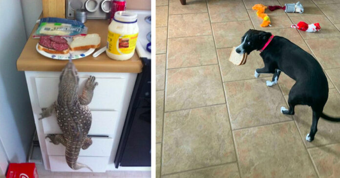 20 pet thieves who have been caught red-handed