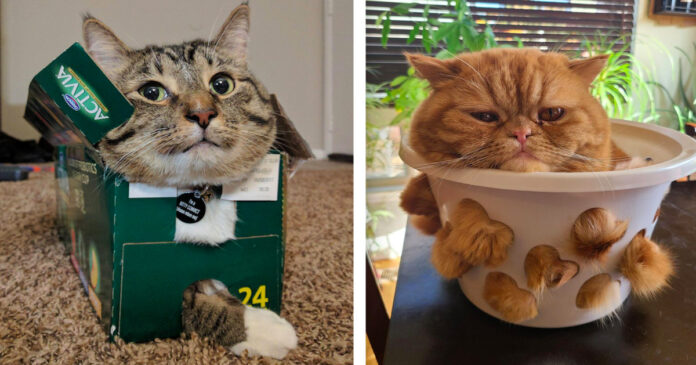 21 pets that will fit into any – even the smallest hole