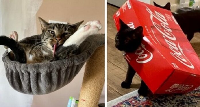 15 funniest cats whose absurdity does not allow their owners to let go of the camera even for a minute
