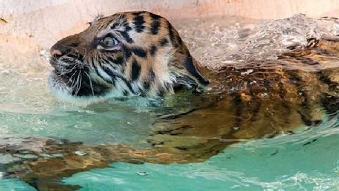 Little Angry Tiger Takes a Bath for the First Time