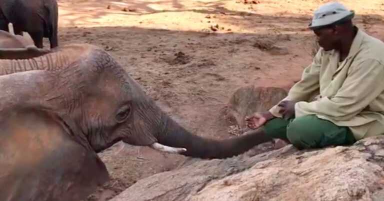 The rescued elephant emerges from the wilderness to meet the man who raised him in the past