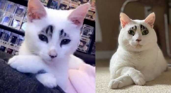 15 grown-up cats – were good, but became even more beautiful