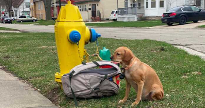A female dog tied to a hydrant with a leash. Next to it was a backpack with her favorite things and a note
