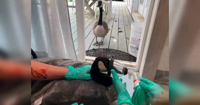 The worried goose miraculously finds its partner, who was taken to the hospital
