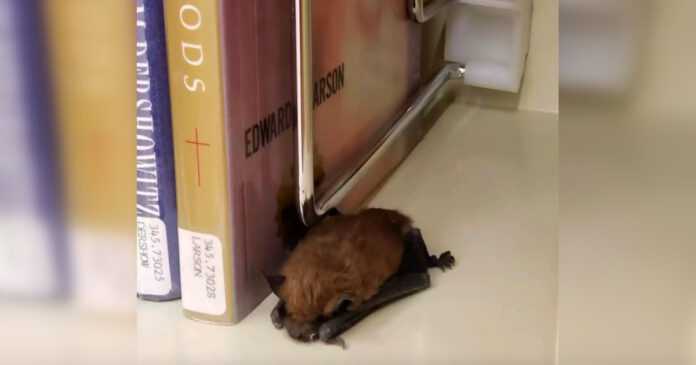 The librarian was shocked when she came across this creature. He was sleeping on a bookshelf