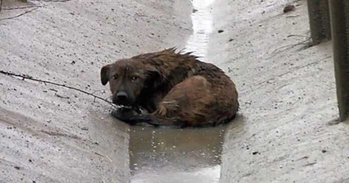 A dog with broken paws is lying in the middle of the highway. He is unable to take a step