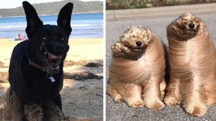 15 insanely funny and cute dog pictures that can make even the gloomiest day smile.