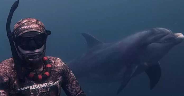 The wild dolphin befriends the diver and invites him to a sweet fetch fun