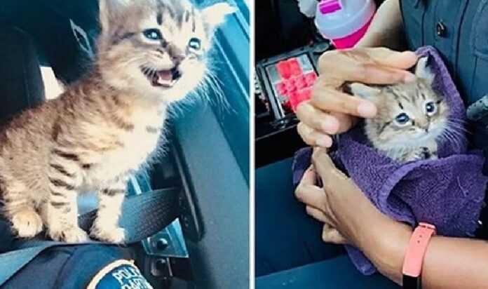 A homeless kitten fell in love with a police officer and wished to become her shoulder cat