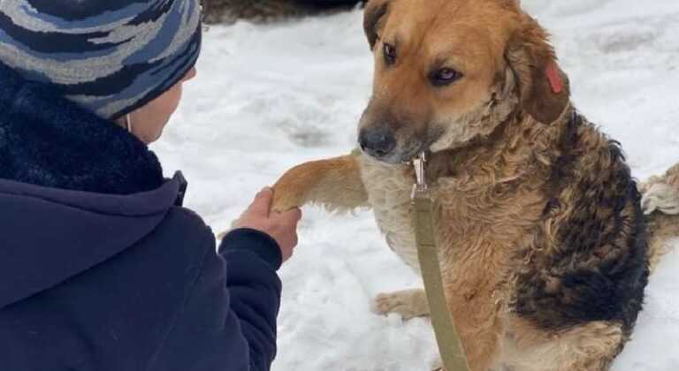 A homeless unfortunate dog in the garbage gave people a paw because he hoped for help