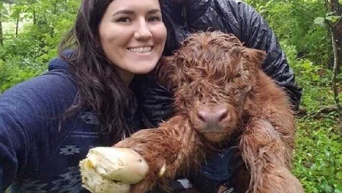 Unlucky calf survived no matter what