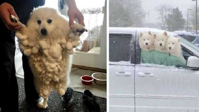 16 adorable photos of dogs that enjoy the snow like no other