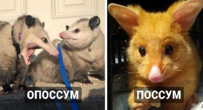 18 Photos Of Ridiculous And Adorable Possums And Possums You Can't Confuse Now