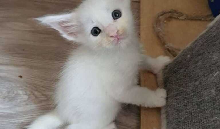 The girl bought a yard cat on the market, and in the end she got a completely unusual cat