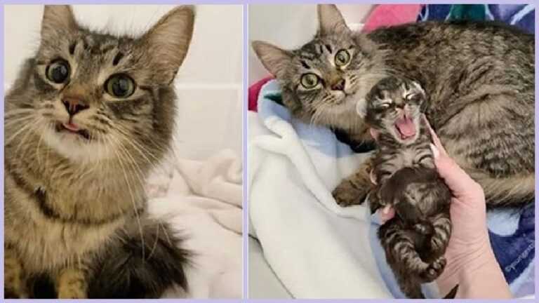 A cat with an inimitable appearance finds help for himself and his child, and everything smiles and smiles