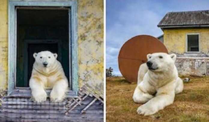 White bears settle in an abandoned weather station: amazing footage