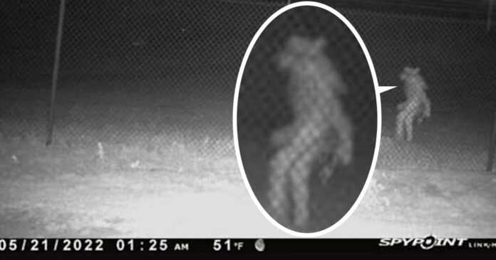 The monitoring recorded a strange figure walking around the zoo at 1:25 am