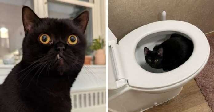 17 Photos That Prove That Black Cats Don't Bring Misfortune To Your House, They Only Bring Cuteness