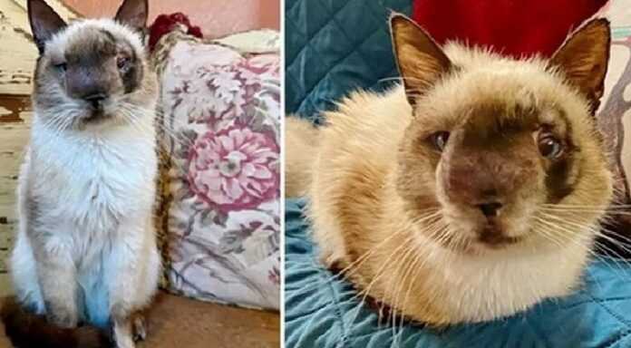 Abandoned cat wants to live. He has a good heart and he meets kind people