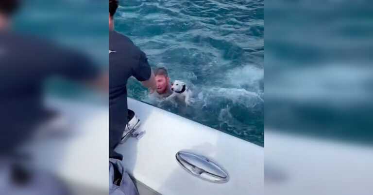 Sailors find a lone dog in the middle of the ocean. “Life Flashed Before His Eyes”