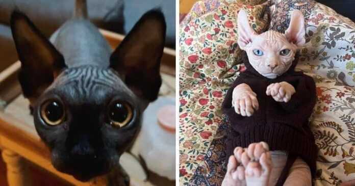 16 funny photos of sphinxes that look like real aliens in the bodies of cats