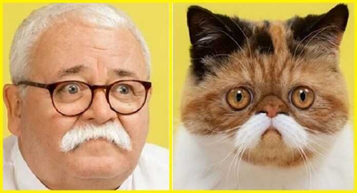 11 London-based Photographers Show How Cats Look Like Humans