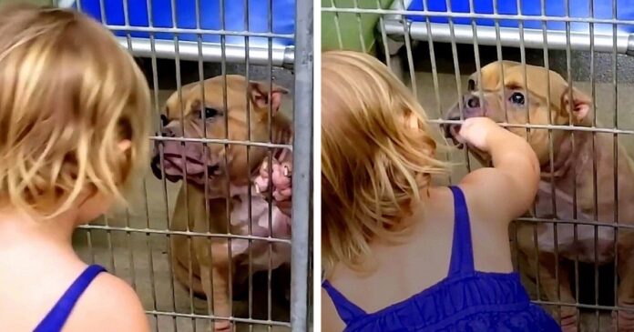 A little girl chose a dog in the shelter that was shaking all over and was hiding in its cage