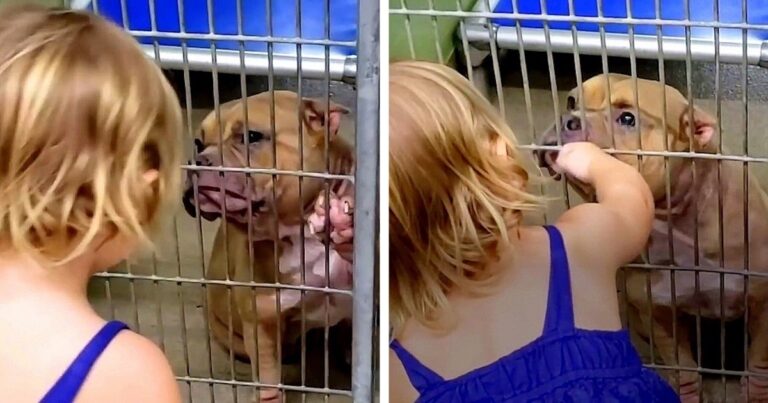 A little girl chose a dog in the shelter that was shaking all over and was hiding in its cage