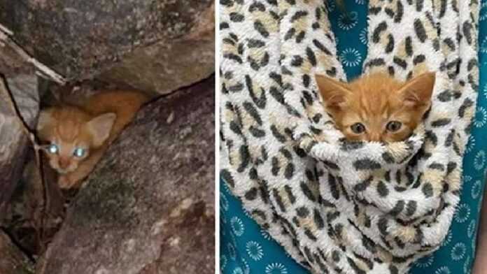 A frightened kitten huddled among the stones and was accidentally noticed. Now he is so cute and brave!