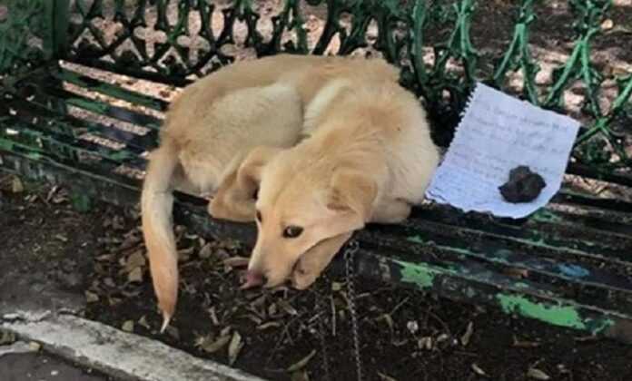 The owner left the dog in the park, tying him in a bench, and left a note next to him