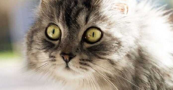 How do cats perceive the world around them?