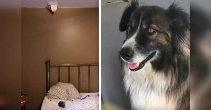 The upset dog wakes up the owner at night. Moments later, a piece of meteor hits her bed