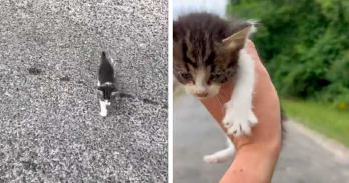 He stopped on the road to save the abandoned kitten and was quickly ambushed