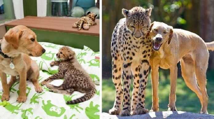 15 Animals Who Grew Up Together From Childhood And Turned Into Adult Beauty And Maintained Their Friendship