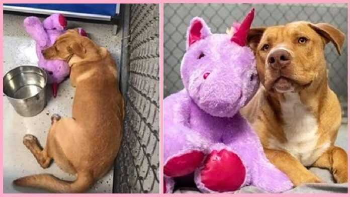 In the US, a stray dog tried to steal a unicorn toy from a store 5 times. He was caught and changed life for the better