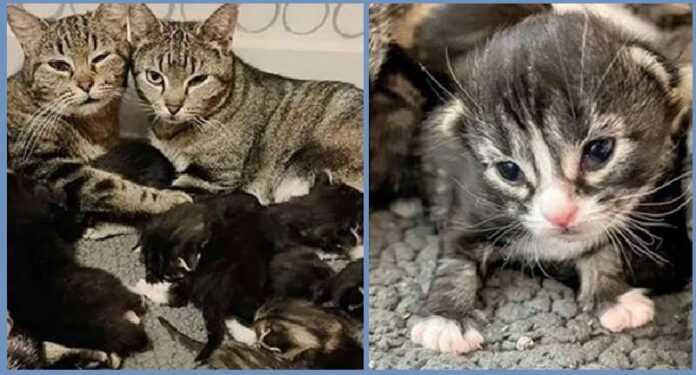 Pregnant cats wandered the streets together and decided to raise kittens as one big family